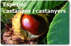 Especial castanyes i castanyers