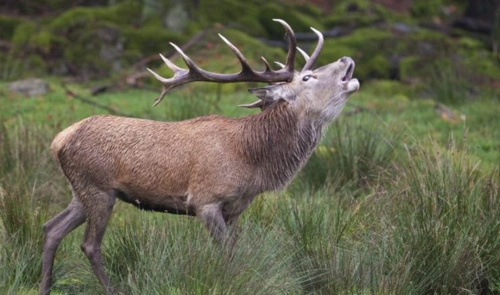 La brama del cèrvol