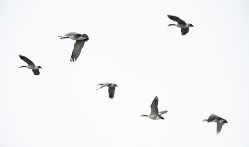 Dia mundial dels Ocells 2025