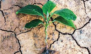 Planta't contra la sequera