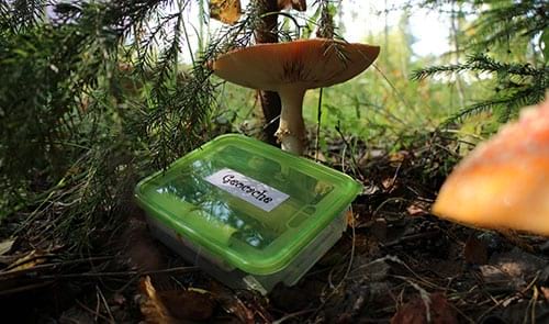 iStock / Lasse_Hendriks