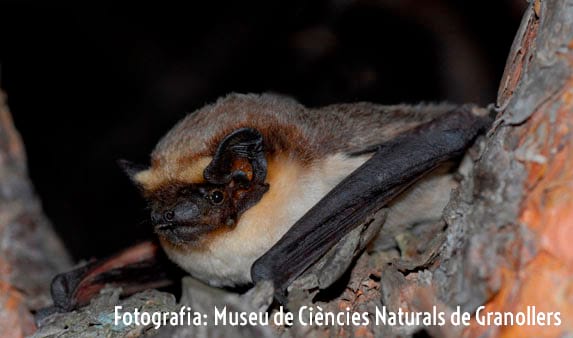 Museu de Ciències Naturals de Granollers