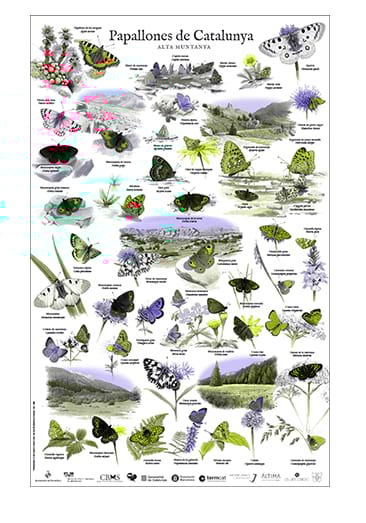 3er pòster Papallones de Catalunya - Alta Muntanya