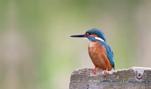 1er Congrés d'Ornitologia de les Terres de Parla Catalana