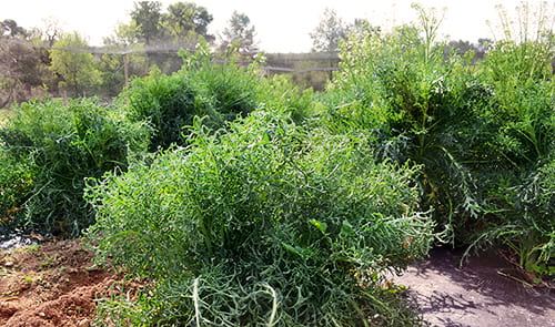 imatge: espigalls a la comarca del Garraf