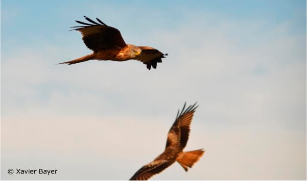 rapinyaires © Xavier Bayer