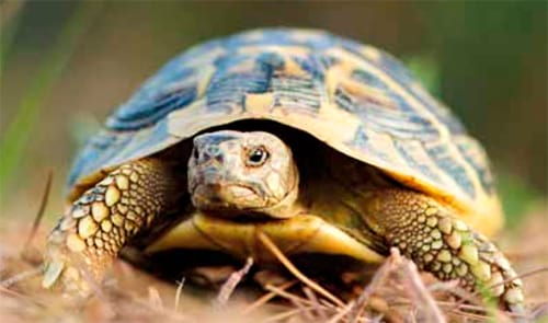 tortuga terrestre mediterrània