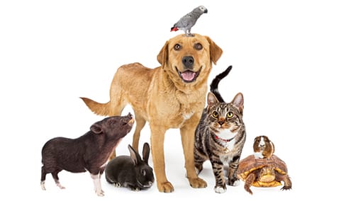 iStock - adogslifephoto