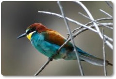 Ocells i Espais naturals