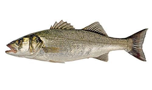 © andylid / iStock.com