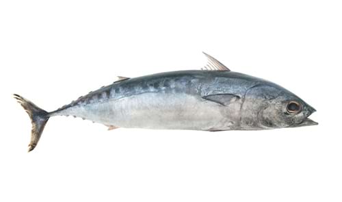 Melva © Valerii Evlakhov / iStock.com