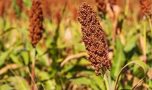 Cultiu de mill © Songsak Paname / iStock.com
