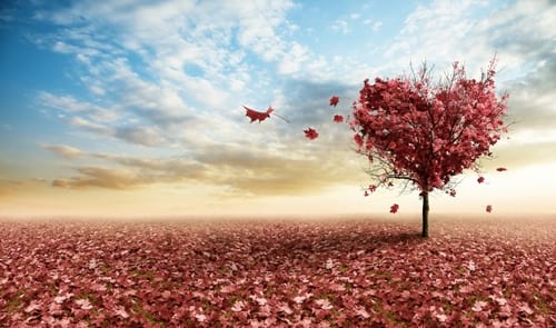 Imatge del contingut Amors de tardor