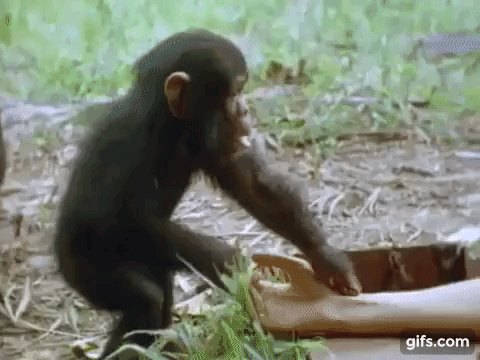 Imatge del contingut Jane Goodall