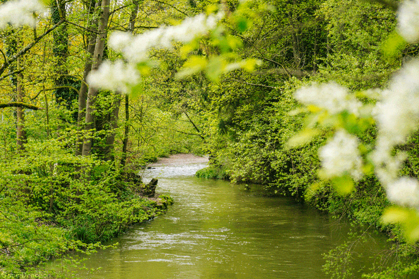 Imatge del contingut Dia Internacional dels Boscos