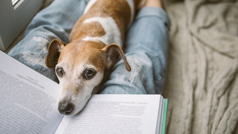 Imatge del contingut Relats bestials