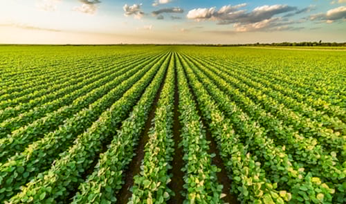 Agricultura biològica