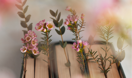 Poesia, manual d'ús: club de poesia