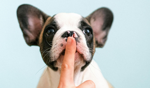 Top secret: club infantil