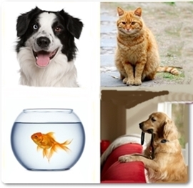 Animals de companyia