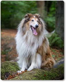Collie