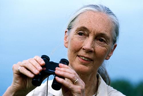 Jane Goodall / © Bill Wallauer - The Jane Goodall Institut