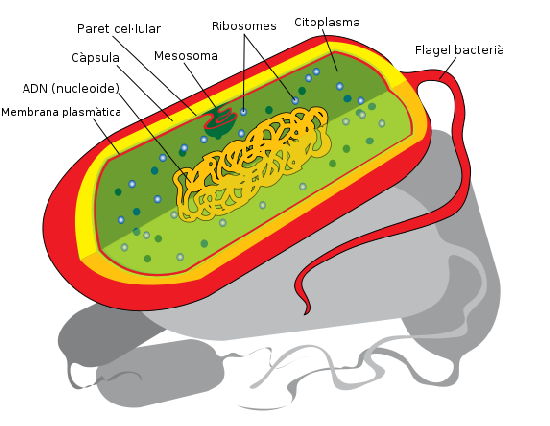 Bàcteria